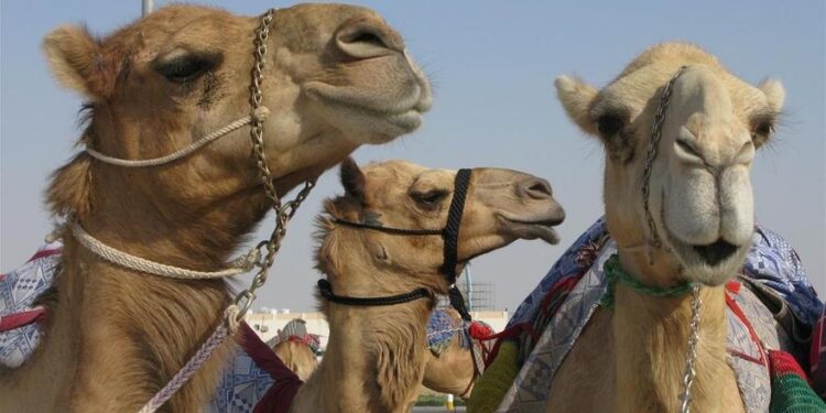 „Virusul cămilelor”, boala mortală care s-ar putea răspândi în Cupa Mondială din Qatar