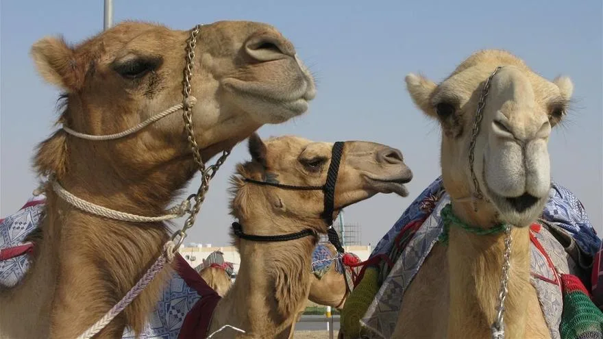„Virusul cămilelor”, boala mortală care s-ar putea răspândi în Cupa Mondială din Qatar
