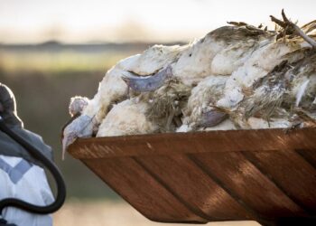 OMS confirmă primele două cazuri de gripă aviară la oameni în Spania