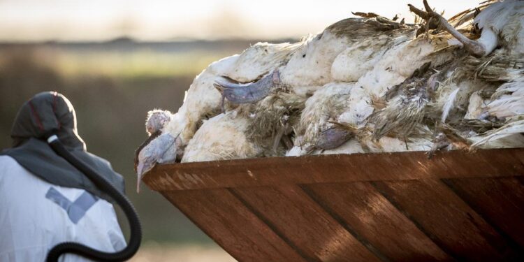 OMS confirmă primele două cazuri de gripă aviară la oameni în Spania