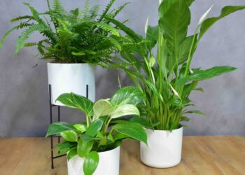 5 moduri prin care poți scăpa de umiditatea din casă