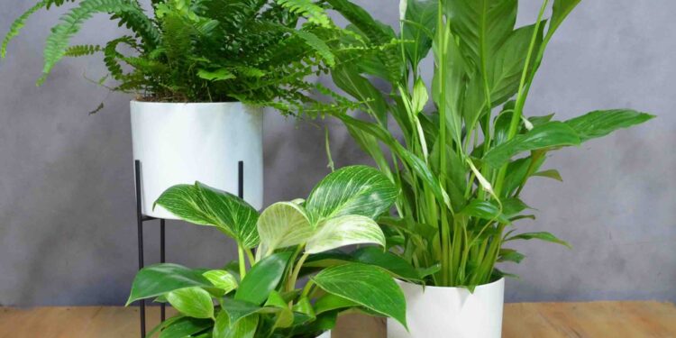 5 moduri prin care poți scăpa de umiditatea din casă