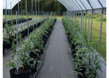 Alege folia de acoperire potrivita pentru sere si solarii