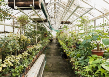 Iarna, pericol pentru plantele din solar! Cum le protejezi împotriva temperaturilor scăzute?