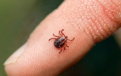 Avertisment pentru romani. Numar record de muscaturi de capuse si un pericol ignorat