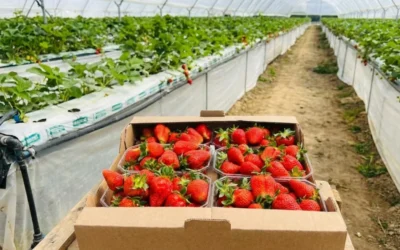 Au apărut căpșunile gigant în România. Prețul pentru o caserolă dintr-o seră de 2 milioane euro