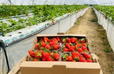 Au apărut căpșunile gigant în România. Prețul pentru o caserolă dintr-o seră de 2 milioane euro