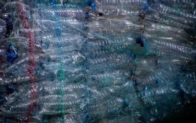 De ce hainele din sticle reciclate pot opri reutilizarea plasticului după un singur ciclu